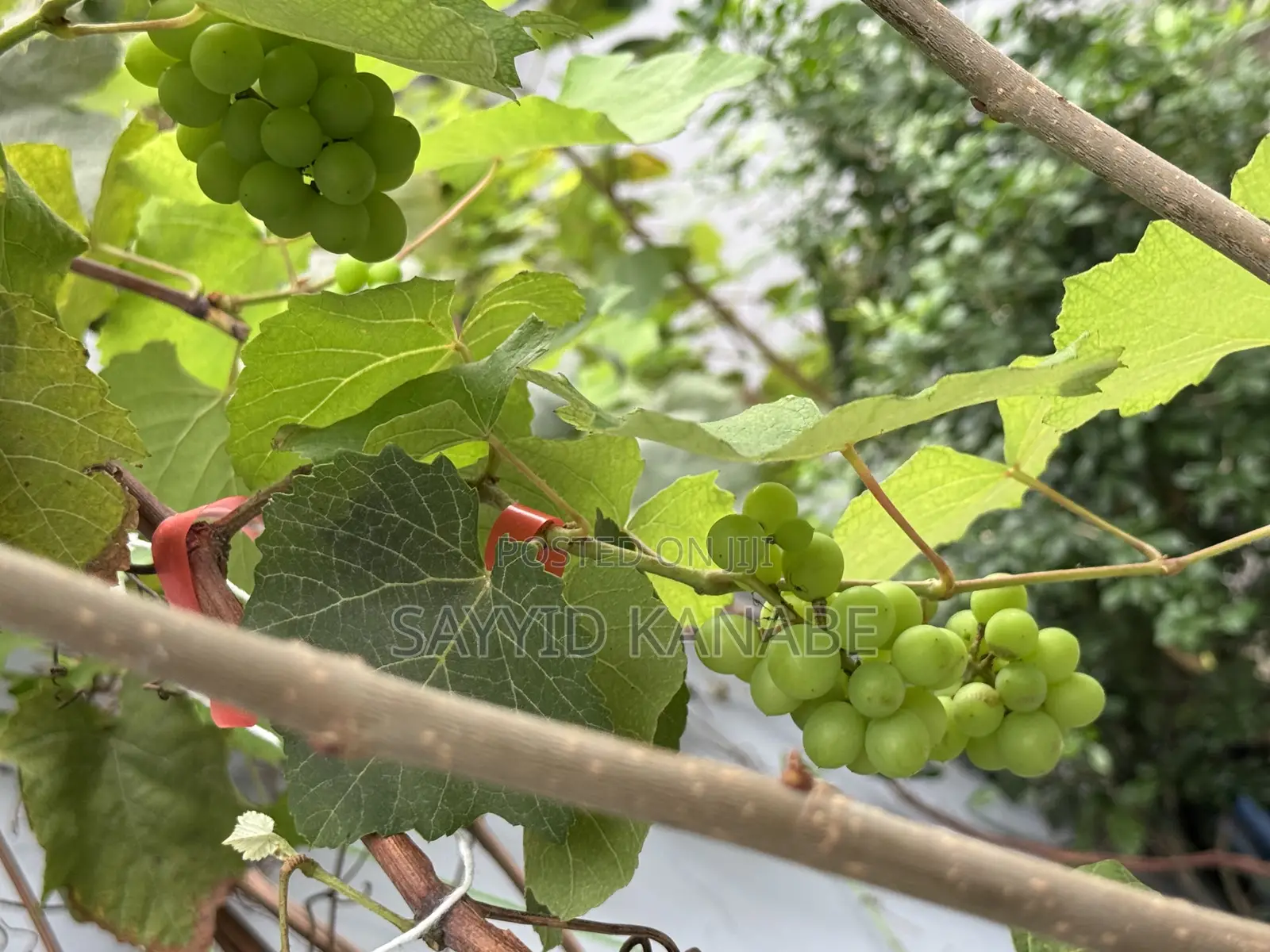 Premium Grape Vine Cuttings for Sale