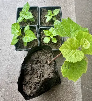 Premium Grape Vine Cuttings for Sale