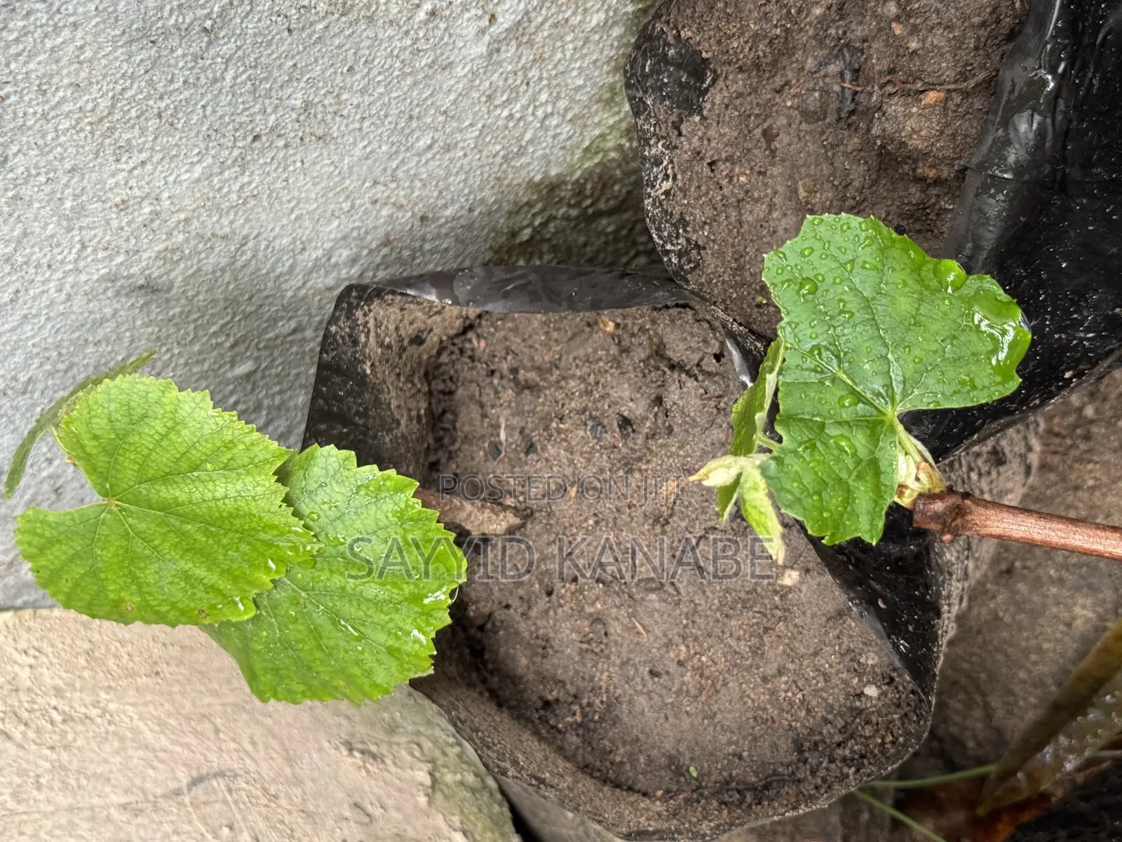 Premium Grape Vine Cuttings for Sale