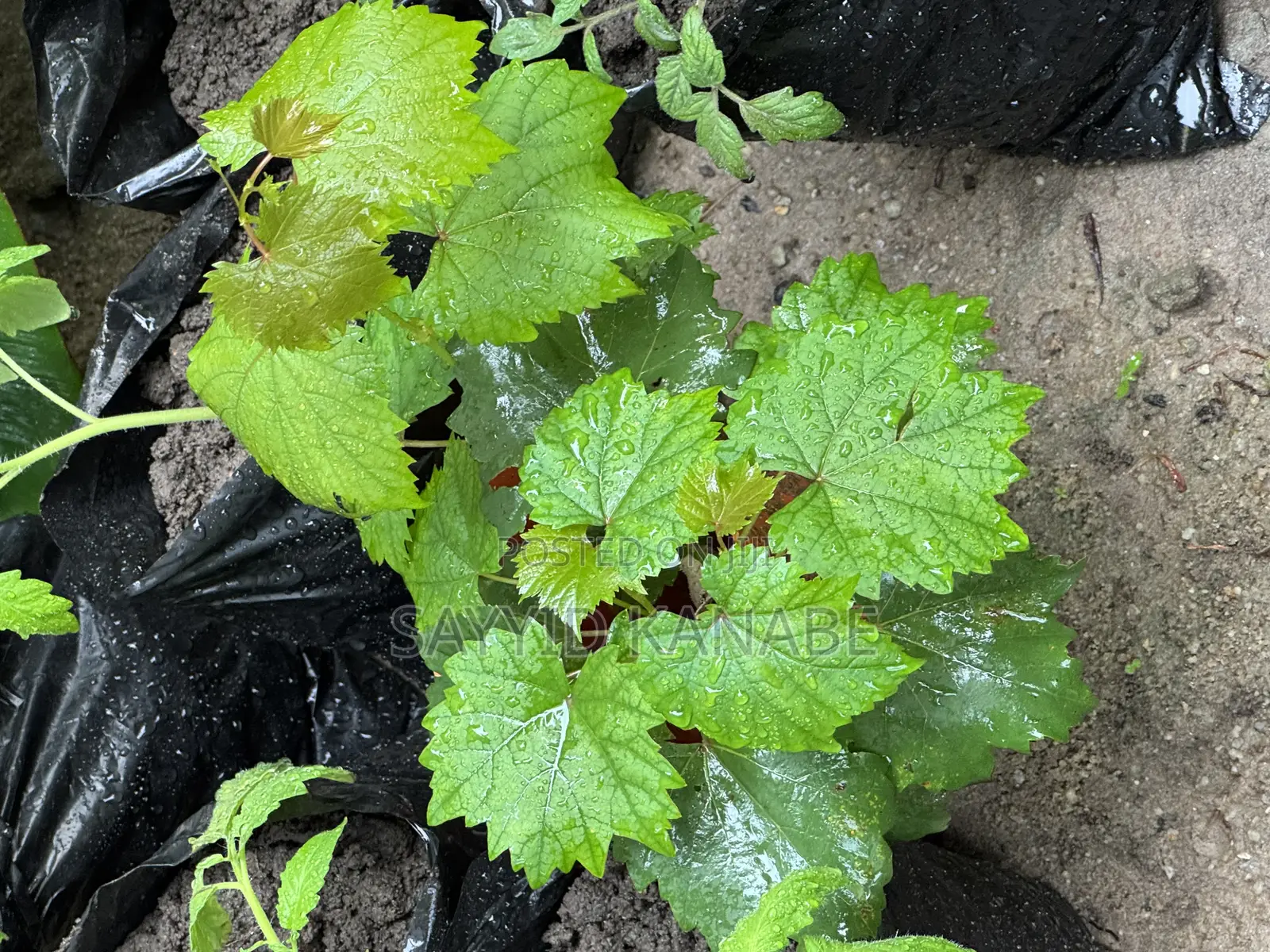 Premium Grape Vine Cuttings for Sale