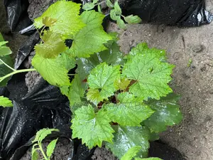 Premium Grape Vine Cuttings for Sale
