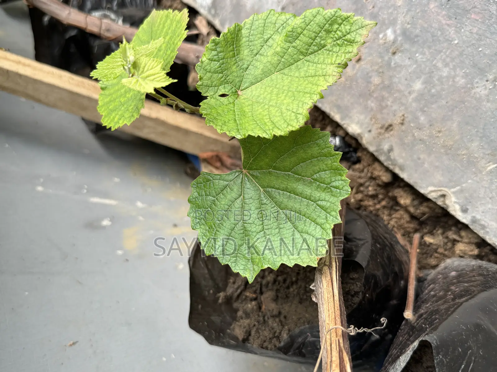 Premium Grape Vine Cuttings for Sale