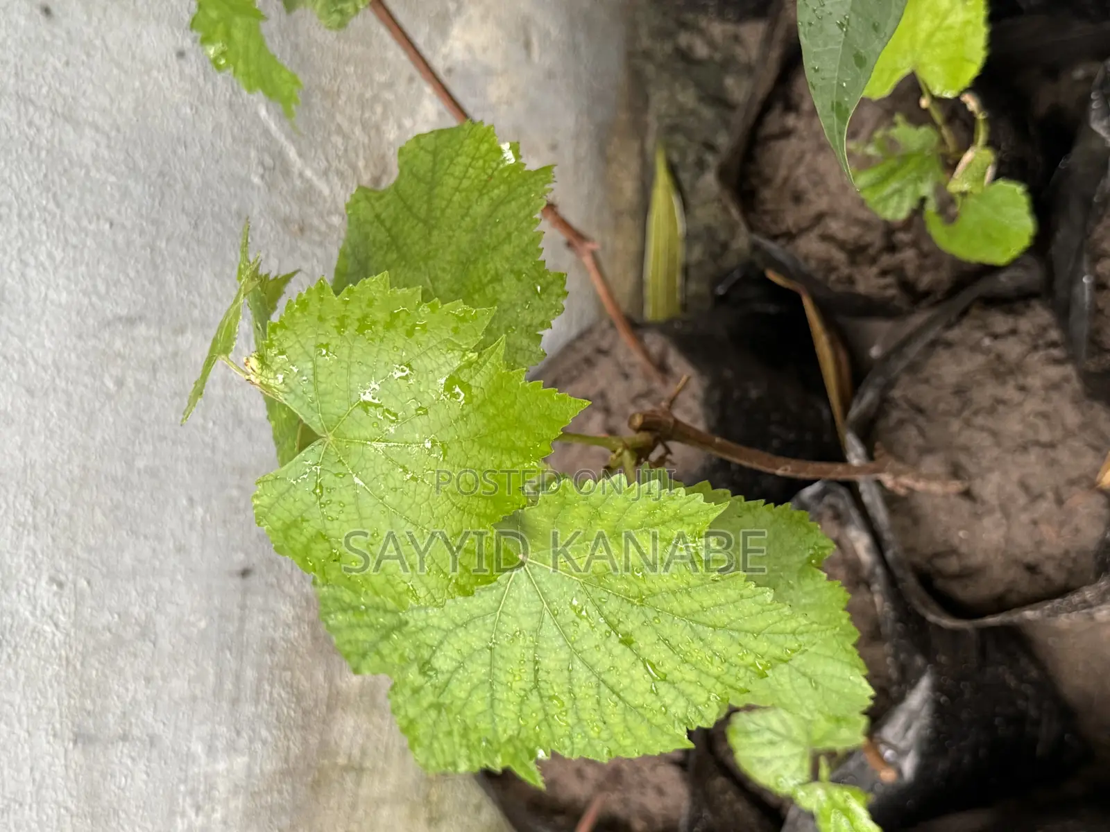 Premium Grape Vine Cuttings for Sale