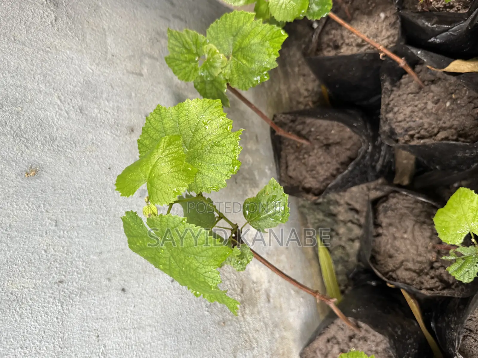 Premium Grape Vine Cuttings for Sale