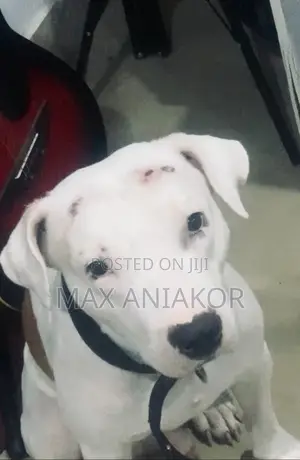 Photo - 1+ year Male Purebred American Pit Bull Terrier