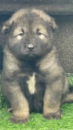 1-3 months Female Purebred Caucasian Shepherd
