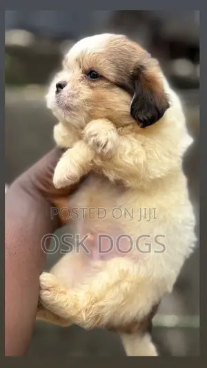 1-3 months Male Purebred Lhasa Apso