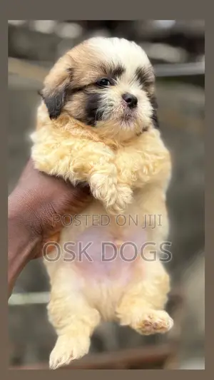 1-3 months Female Purebred Lhasa Apso