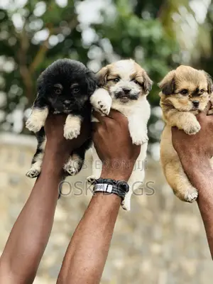 1-3 months Male Purebred Lhasa Apso