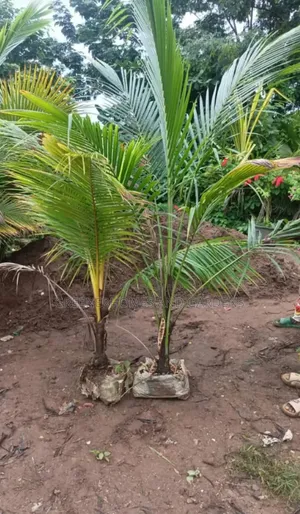 Coconut Seedling
