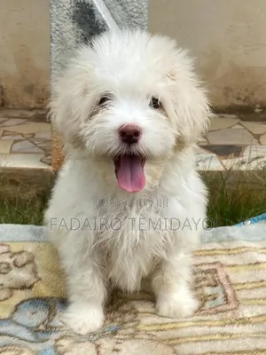 1+ year Male Purebred Lhasa Apso