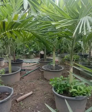 Queens Palm
