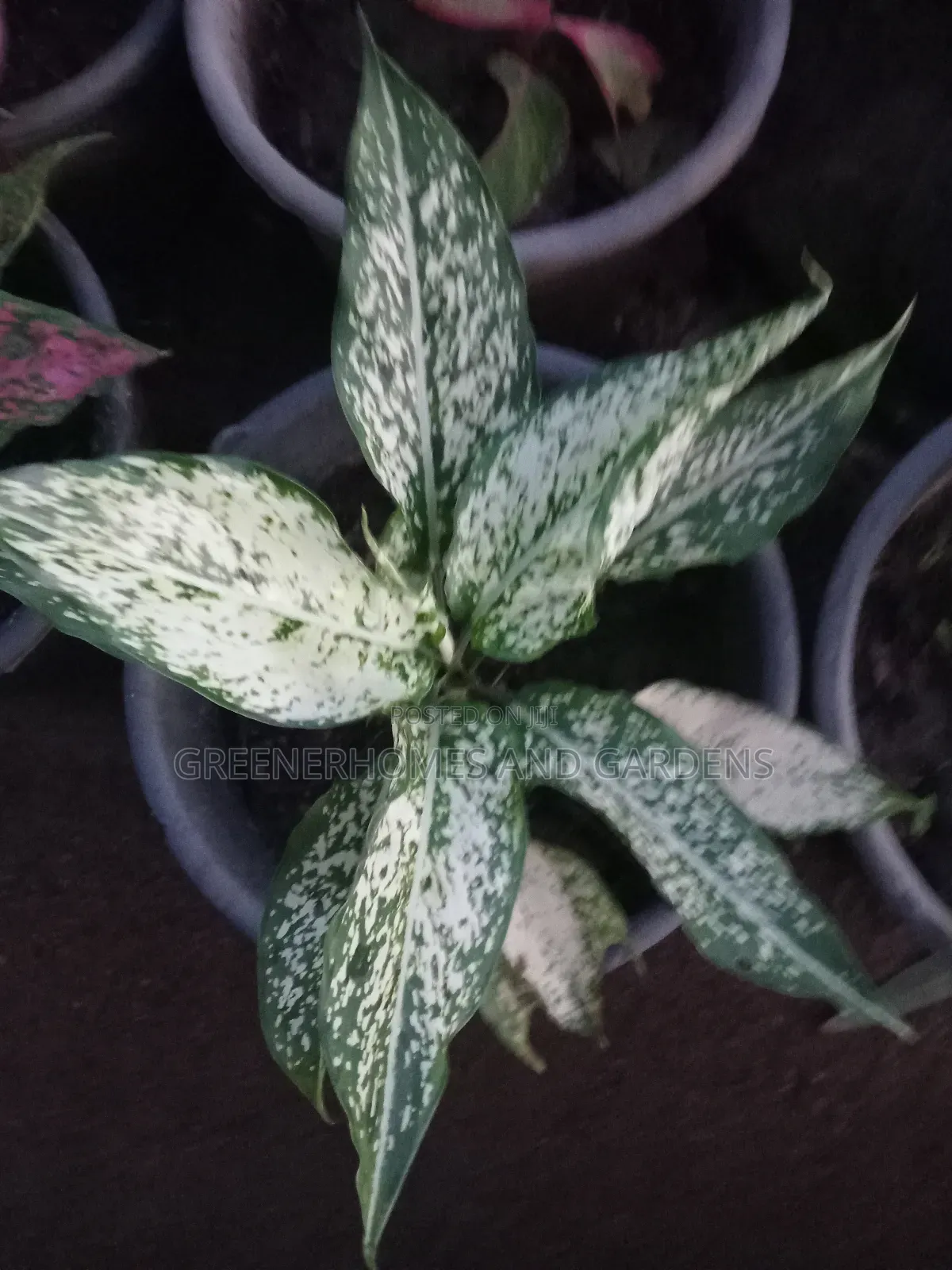 Indoor Plant
