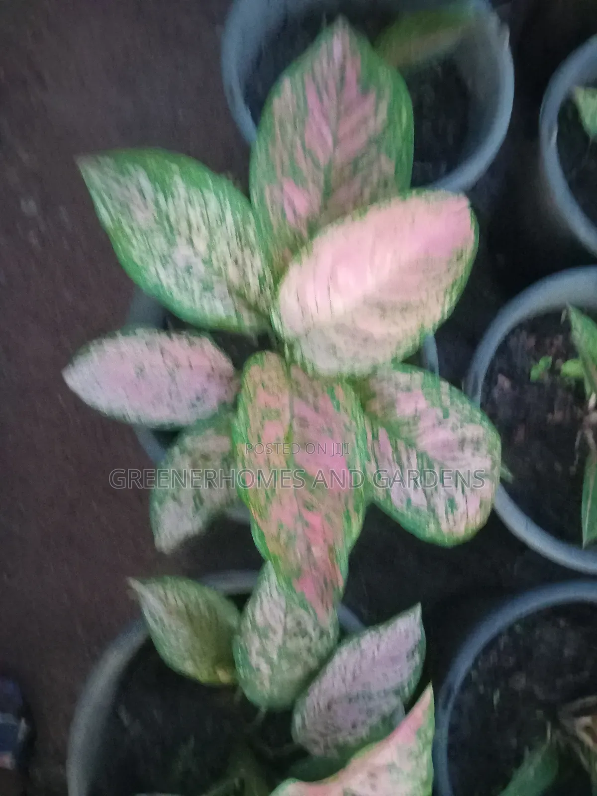 Indoor Plant
