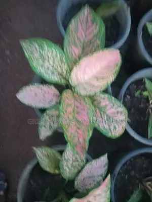 Indoor Plant