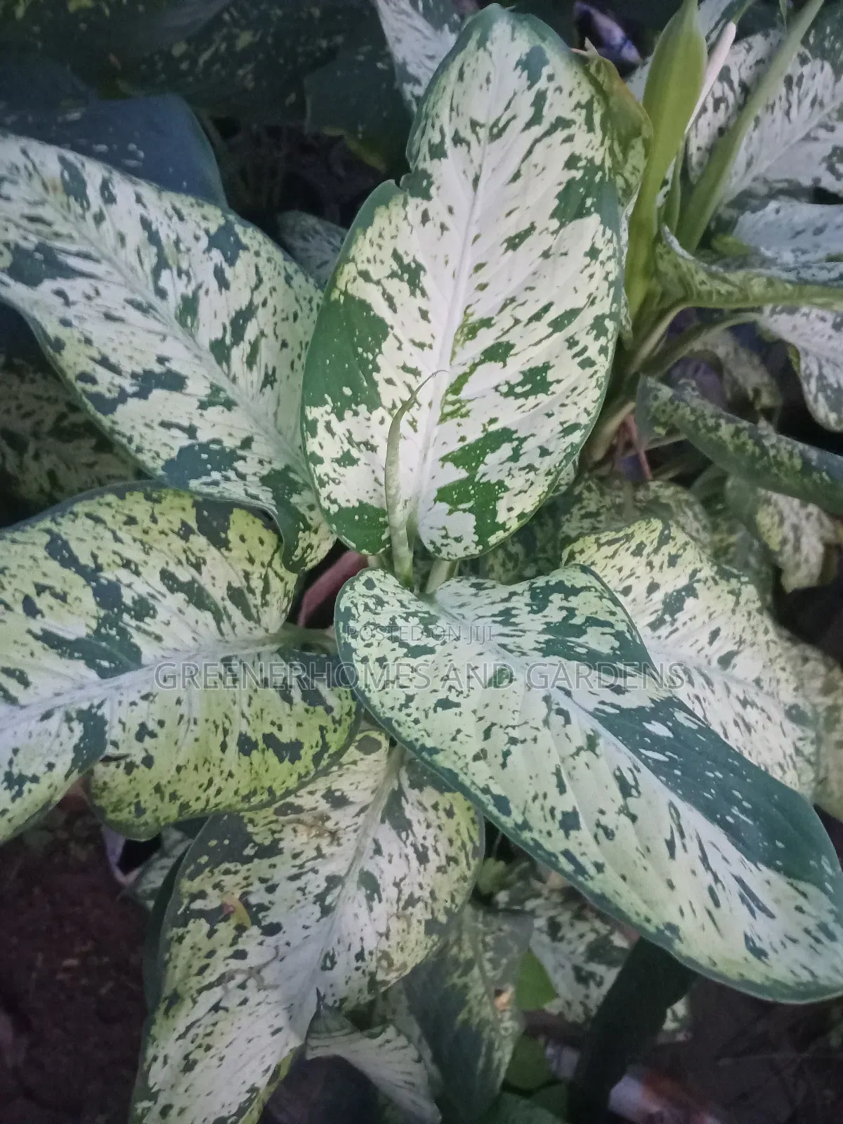 Indoor Plant