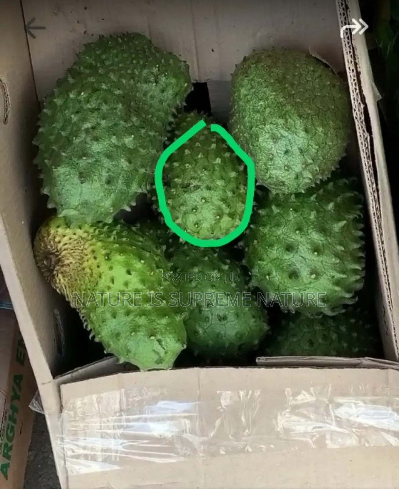 Soursop Fruits