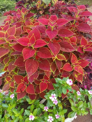 Exotic Plants