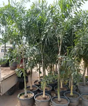 Foxtail Palm