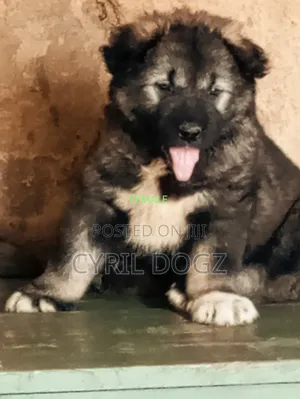 1-3 months Female Purebred Caucasian Shepherd