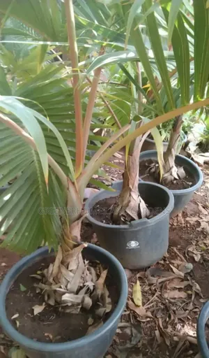 Bottle Palms