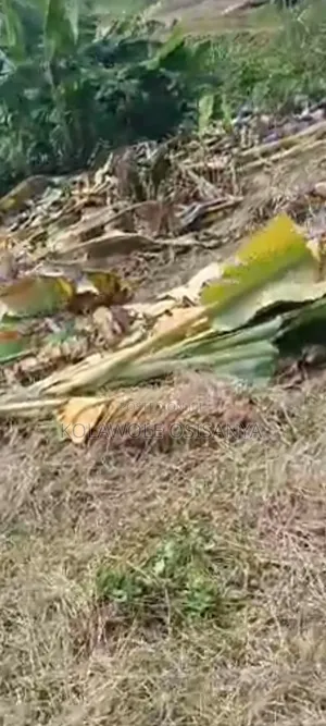Dry 3plots Together Off Oreyo Ikoroodu