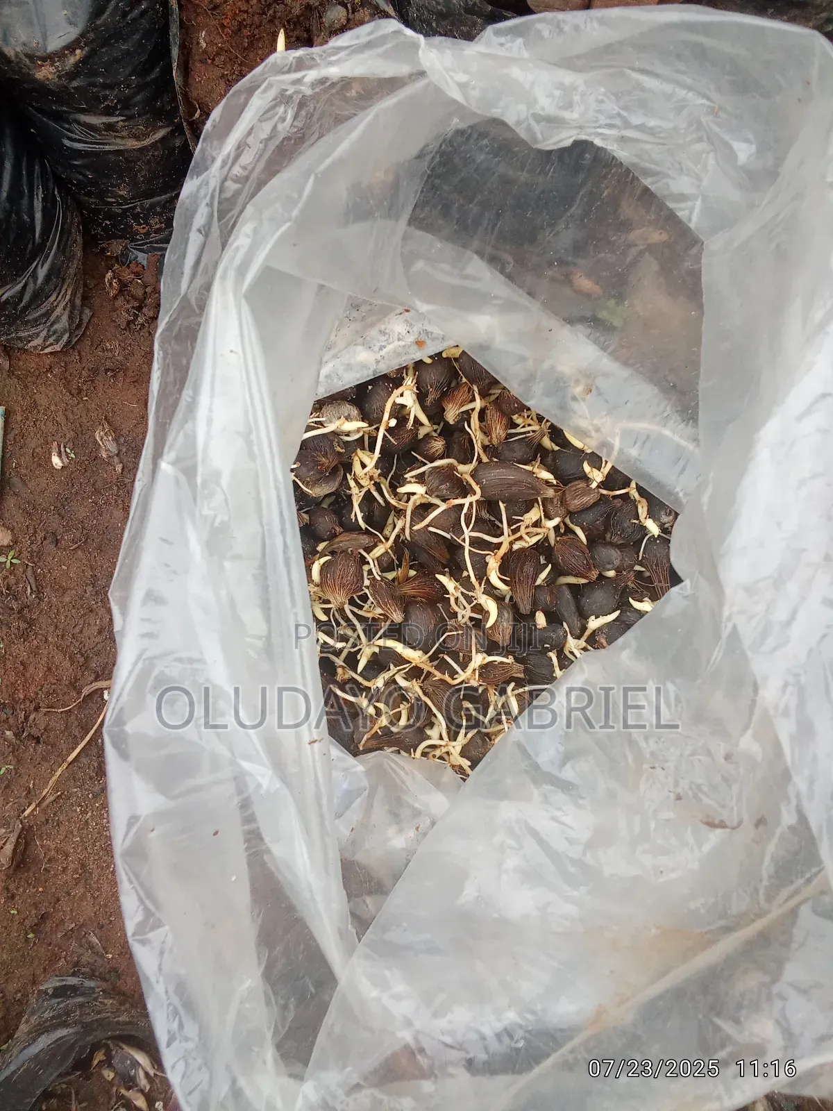 High Breed Oil Palm Seednuts