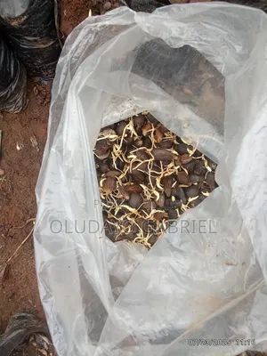 High Breed Oil Palm Seednuts