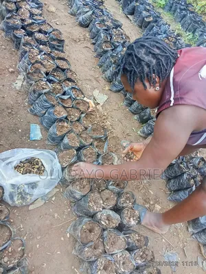 High Breed Oil Palm Seednuts