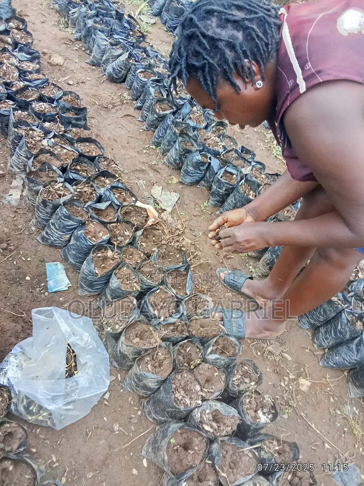 High Breed Oil Palm Seednuts