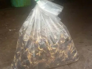 High Breed Oil Palm Seednuts