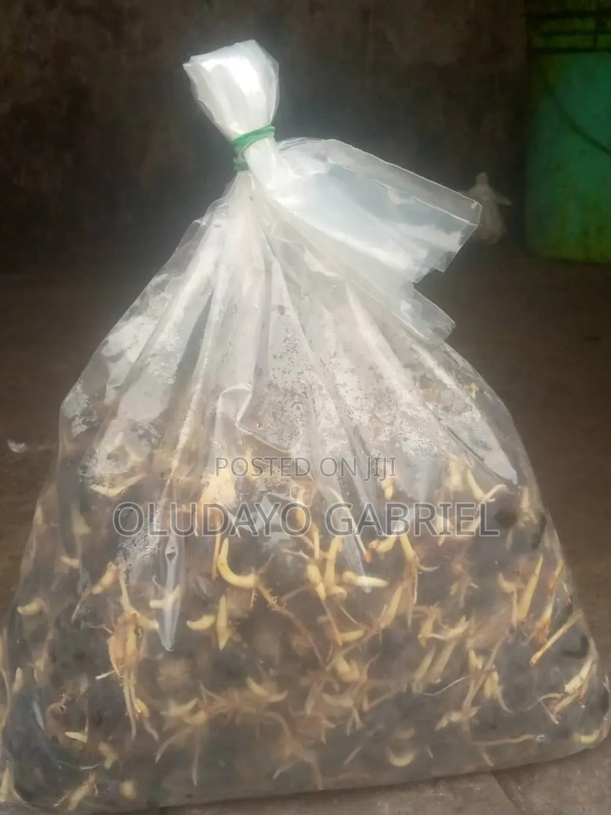 High Breed Oil Palm Seednuts