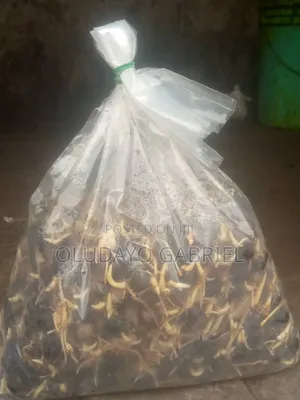 High Breed Oil Palm Seednuts