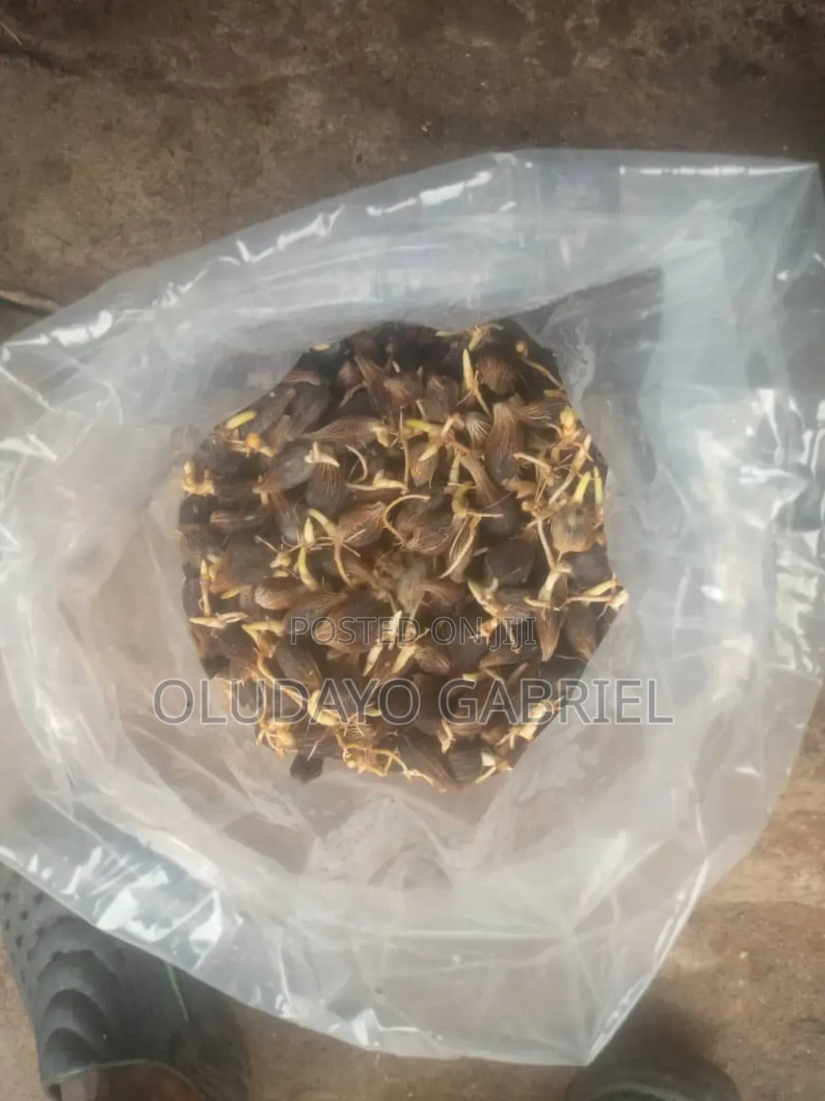 High Breed Oil Palm Seednuts