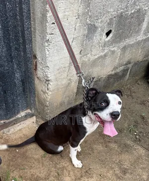 Photo - 1+ year Female Purebred American Pit Bull Terrier