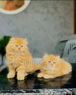 1-3 months Female Purebred Persian