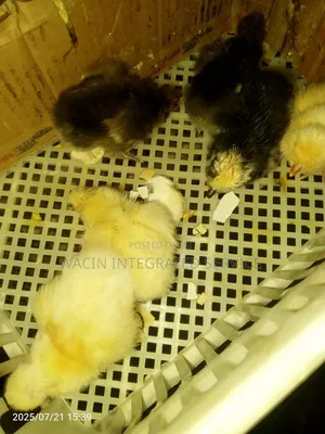 Polish,Padu,Blue Cochin, Sussex Brahma Chicks