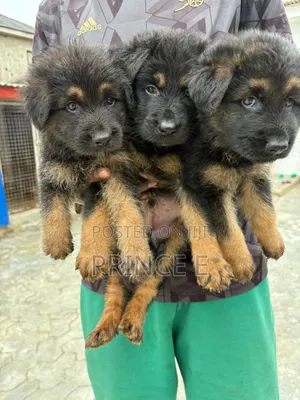 1-3 months Male Purebred German Shepherd
