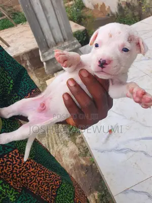Photo - 1-3 months Female Purebred American Pit Bull Terrier