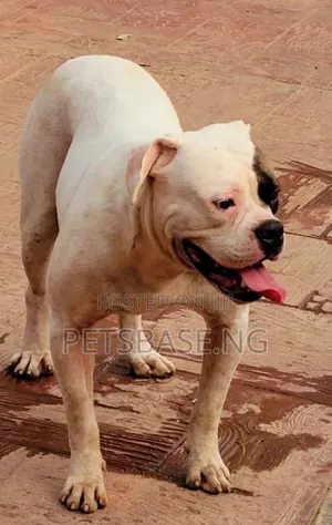 Photo - 1+ year Male Purebred American Pit Bull Terrier