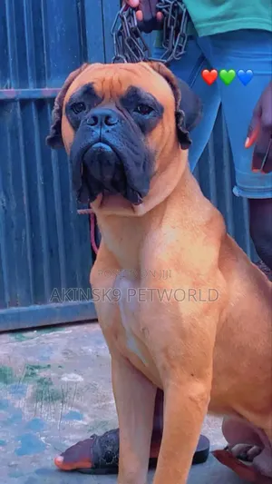 Photo - 6-12 months Male Purebred Bullmastiff