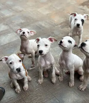 Photo - 1-3 months Female Purebred American Pit Bull Terrier