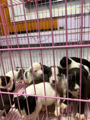Photo - 1-3 months Female Purebred American Pit Bull Terrier