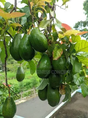 Avocado Pear Seedless