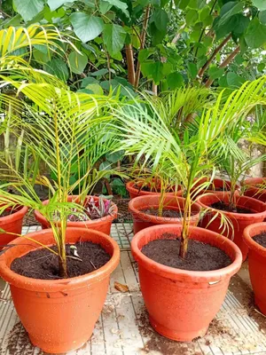 Golden Palm and Vessel
