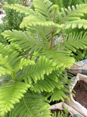 Araucaria Plant