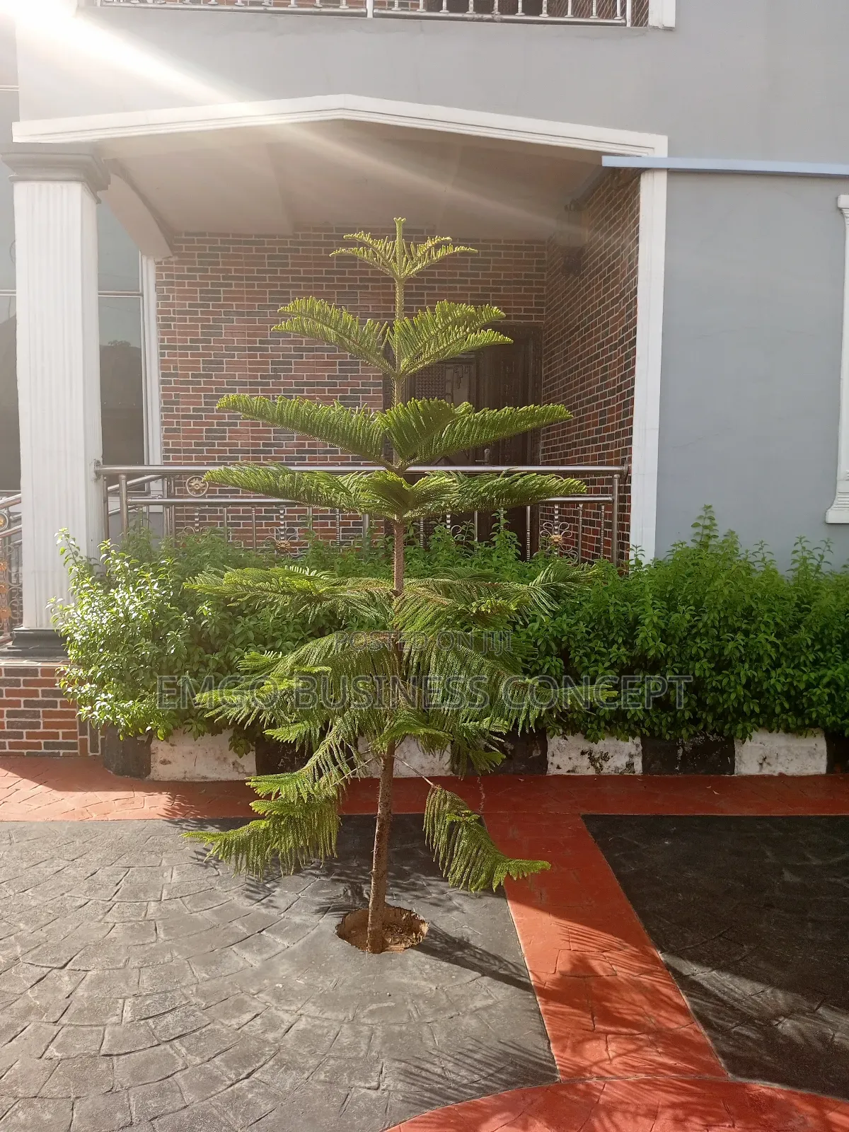 Araucaria Plant