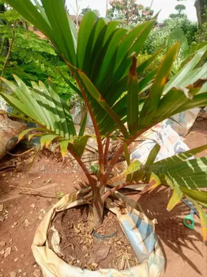Bottle Palms
