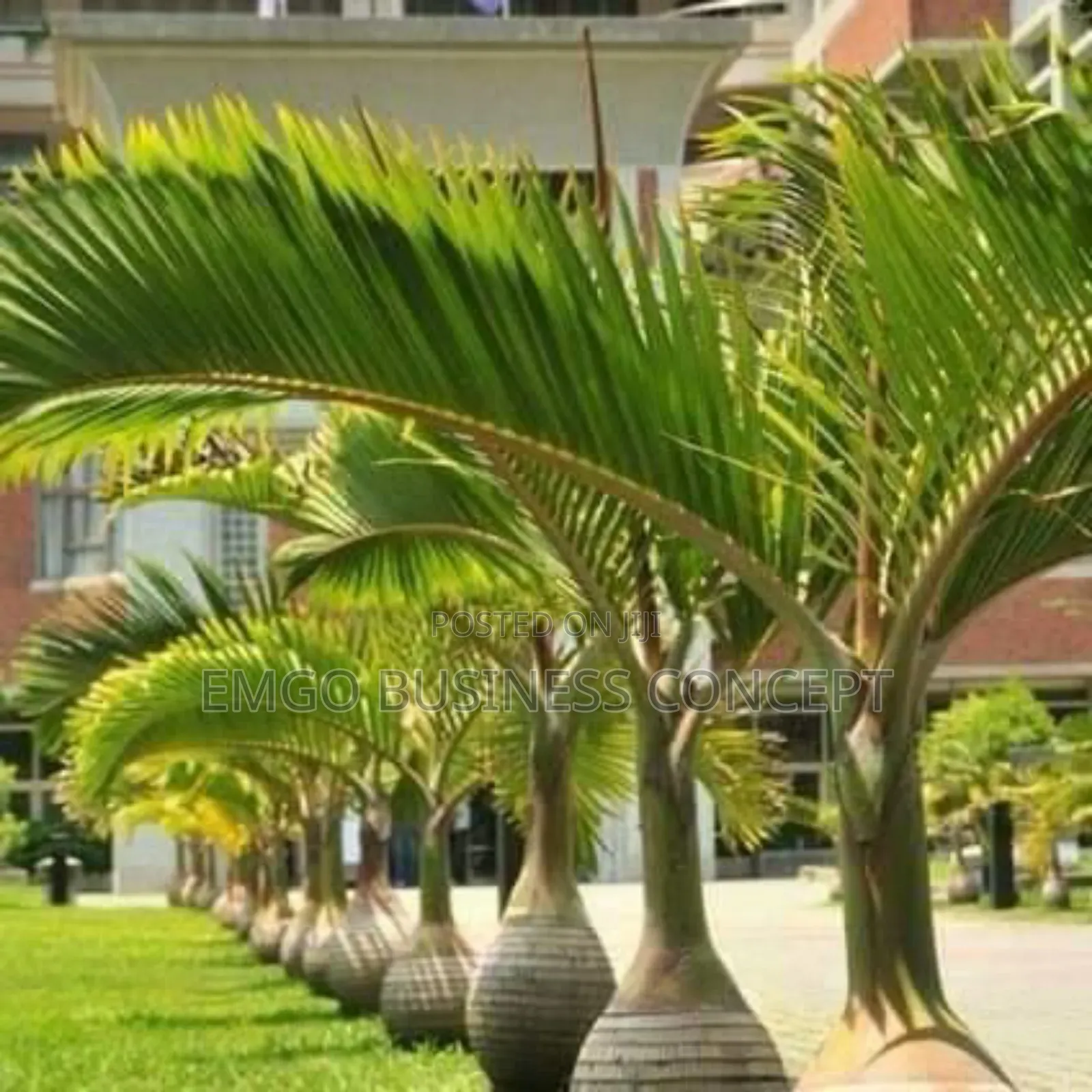 Bottle Palms
