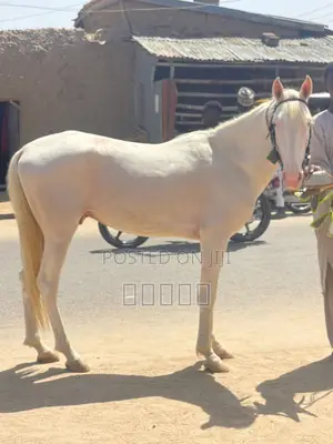 Horses Available for Sale.